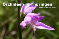 Click for large version